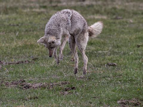 Coyote Hunting