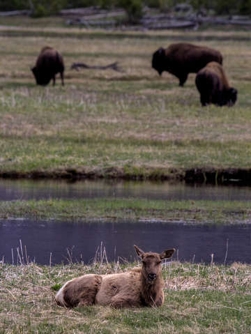 Elk and bison