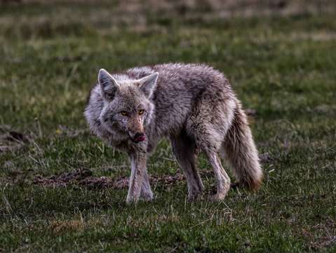 Hungry Coyote