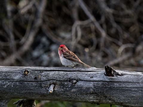 Cassins finch