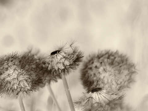 Wishes in waiting