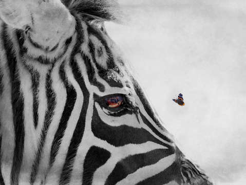Spotted vs striped 2
