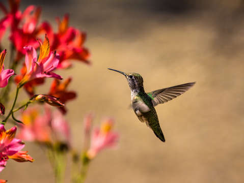 Hummingbird in flight