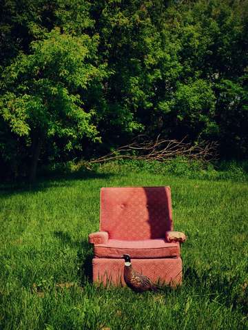 Pink Chair Pheasant