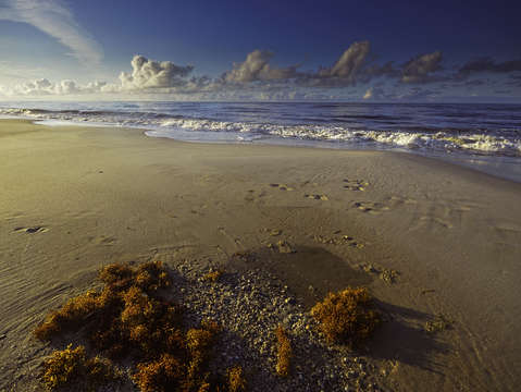 Seaweed and the flat sands