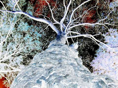 White tree 3