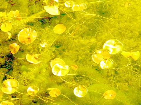 Yellow flowers 2
