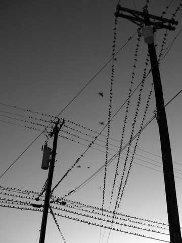 Birds on wires 2