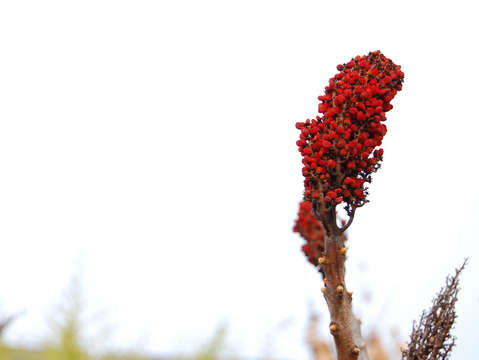 Red 12