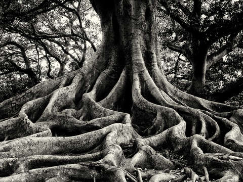 Roots