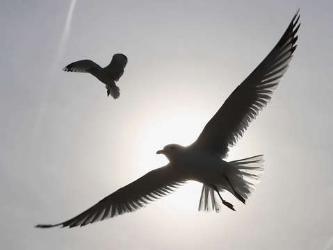 Soar