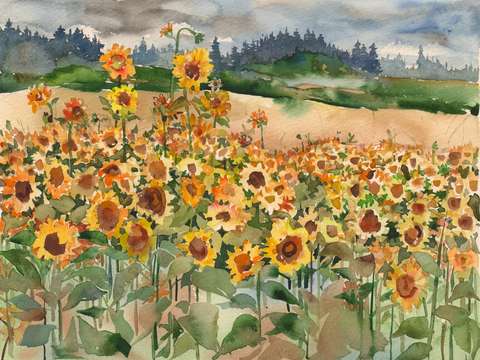 Sunflower farm