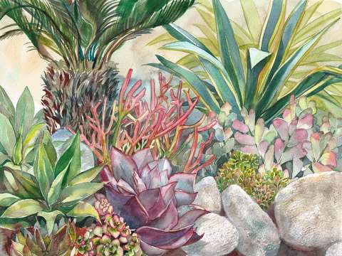 Succulent garden