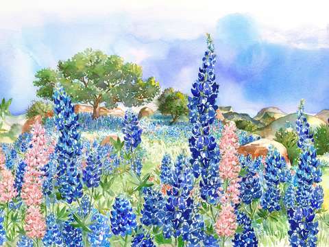 Texas bluebonnets 2