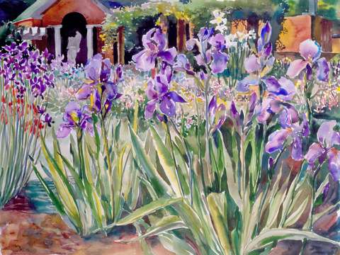 Iris border