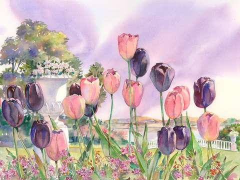 Tulip border