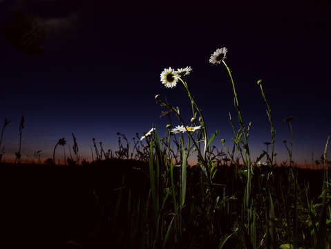 Night Daisies
