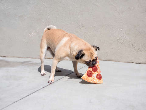 Pizza pug