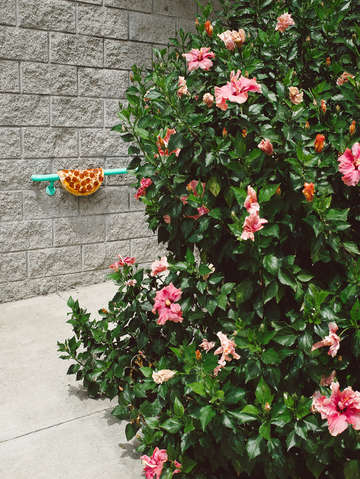 Spring pizza