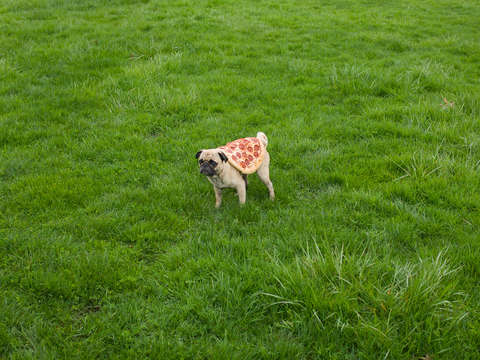 Pizza pug 2