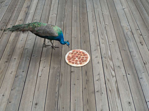 Pizza peacock