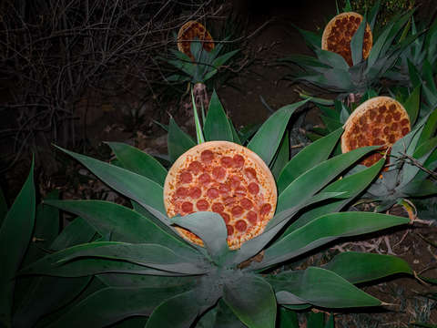 Pizza plants