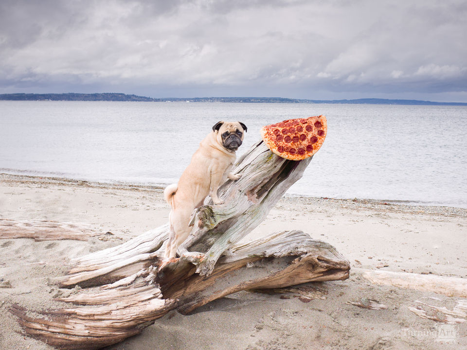 Pizza pug 3