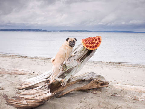 Pizza pug 3