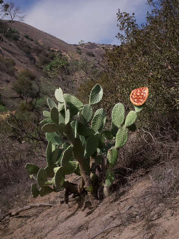 Cactus pizza