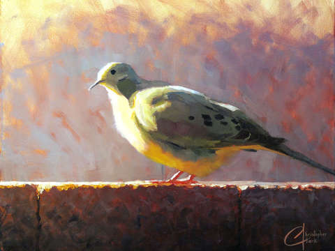 The curious dove