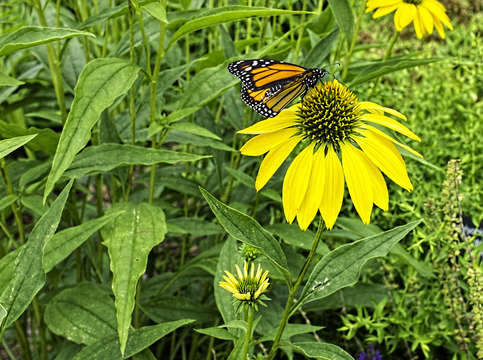 The mighty monarch