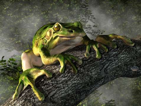 Smiling frog