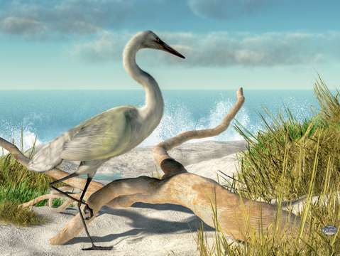 Beach Egret