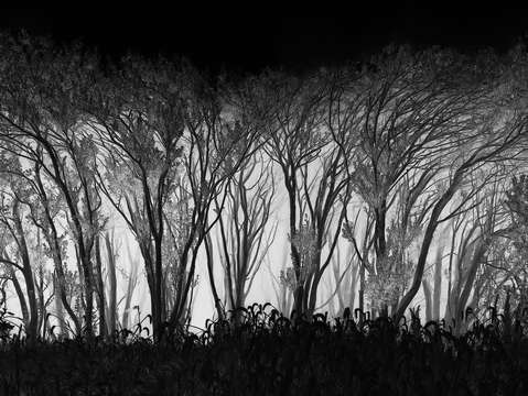 The grove 2
