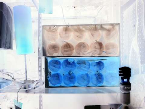 Incubator of blue bulbs
