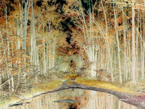 Pond and reflection