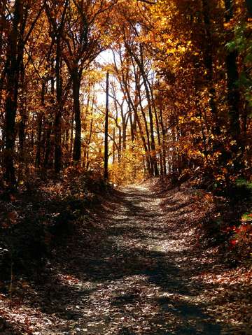 Down the fall path 2