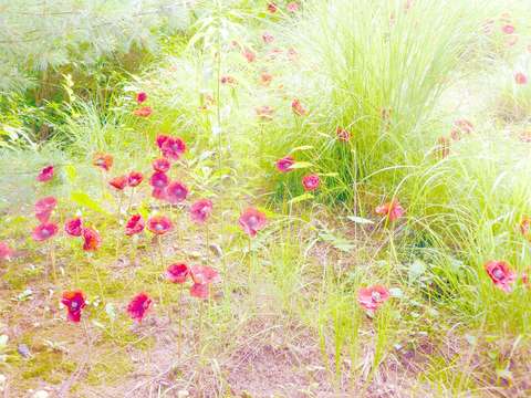Spring summer