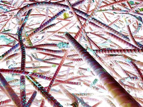 Rebar 1