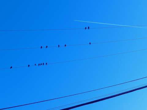 14 birds