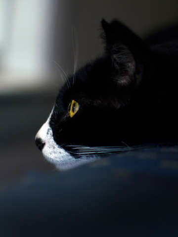 Cats eye
