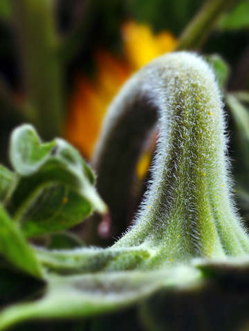 Fuzz