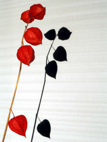 shadows from red