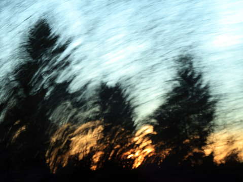 Rees in movement