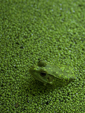 Frog In Pond