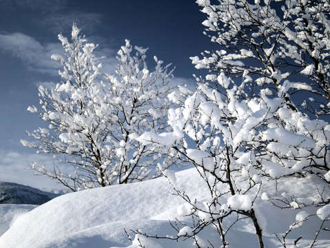 Winter leafs