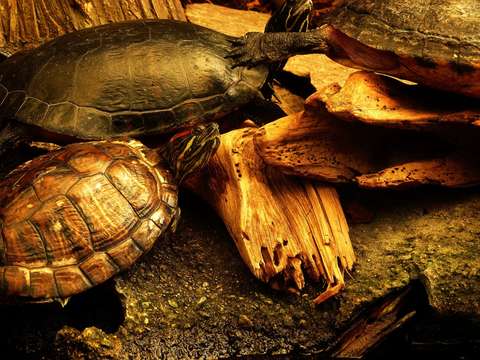 Turtles