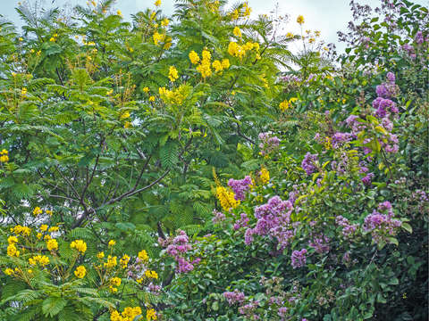 Golden rain and crepe myrtle