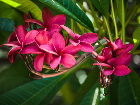 Red Frangipani