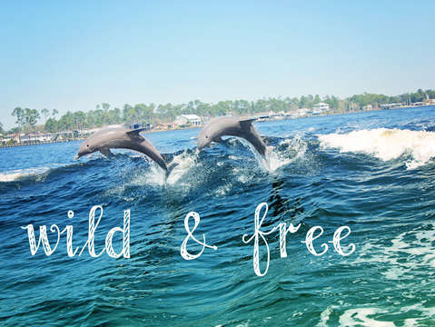 Wild free